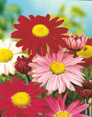 Malede Daisy Robinson's Mix frø - Chrysanthemum coccineum - 120 frø