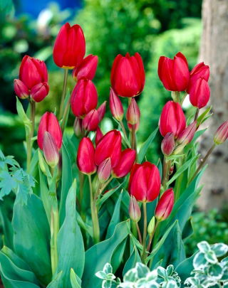 Tulipa Red Georgette - Tulpe Red Georgette - 5 Zwiebeln