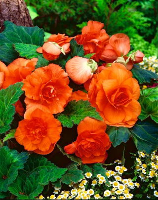 Begonia mare cu flori dublu portocalii - 2 bulbi - Begonia ×tuberhybrida
