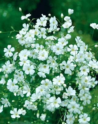 Annual baby's breath "Covent Garden" - white; Showy baby's breath - 2520 seeds