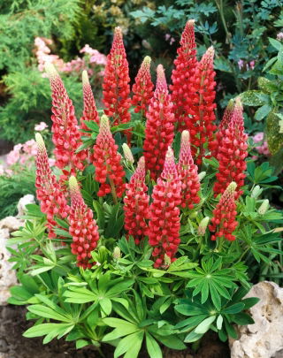 Lupine - Rood - Red - Lupinus hybridus