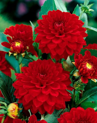 Dahlia Red