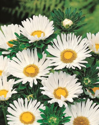 Aster nain "Pepite" - blanc - 