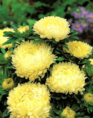 Pfingstrosen-Aster "Sonata" - 450 Samen - 