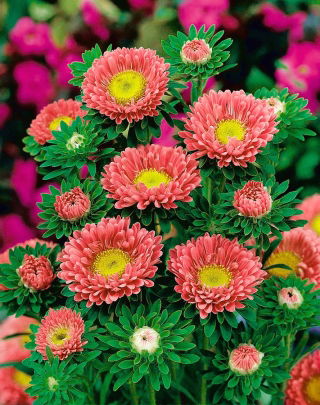 Callistephus chinensis – Spark - 450 zaden - zalm