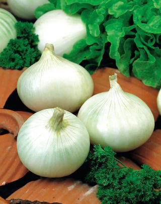 หัวหอม "Elody" - สีขาวหลากหลายฤดูหนาว - Allium cepa L. - เมล็ด