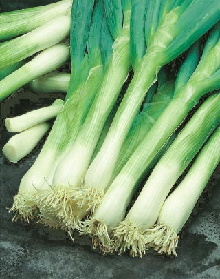 Cebolla de verdeo - Kaigaro - Allium fistulosum  - sementes