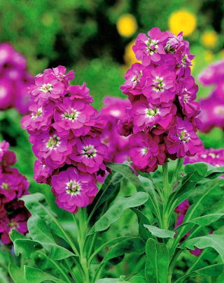 Violacciocca rossa - Varsovia Kama - Matthiola incana annua - semi