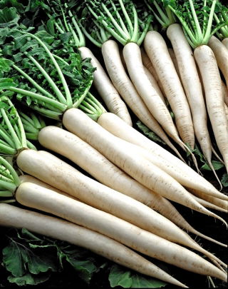Ravanello comune - Minowase Summer Cross Nr 3 F1 - Raphanus sativus - semi