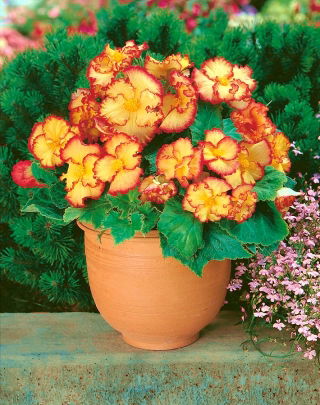 Begonia x tuberhybrida - Marginata Yellow - paquet de 2 pièces