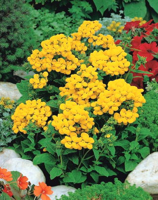 Zapatilla Semillas Flor - Calceolaria Mexicana