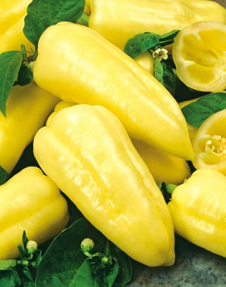 Paprika "Zlata" - žuta, slatka sorta - 