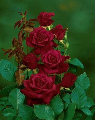 Rosa de flores grandes - carmesí - plántulas en maceta - 