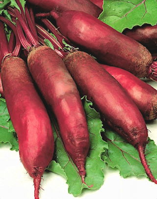 Beterraba - Alexis - Beta vulgaris - sementes