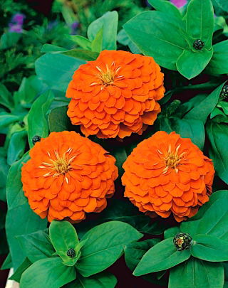 Dahlia-flowered common zinnia "Orange King" - 120 seeds