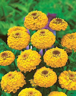 Zinija "Liliput Zlatni dragulj" - žuta - 81 sjeme - Zinnia elegans - sjemenke