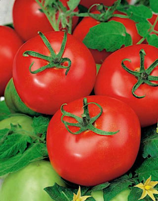 Tomate 'Sabała' - Freilandtomate mit der kompakten, dichten Wuchsform