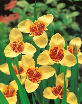 Tigridia, Tiger Flower Creame - 10 ampul