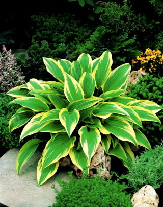 Hosta - Aureomarginata