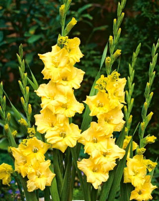 Glaïeuls Nova Lux - paquet de 5 pièces - Gladiolus Nova Lux