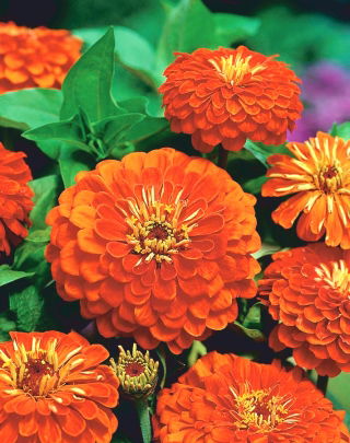 大丽花花百日草“Orys” - 橙色 - Zinnia elegans fl.pl. Dahliaeflora - 種子