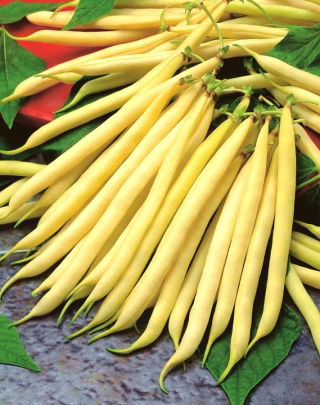 Yellow French bean "Livia" - dwarf variety