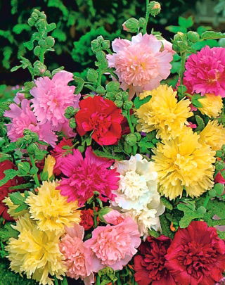 Malva real - Majorette - mix - Althaea rosea - semillas
