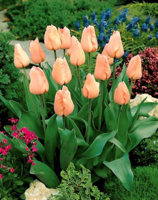 Tulip 'Apricot' - large package - 50 pcs