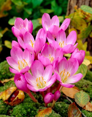 Azafrán de otoño 'Dick Trotter'; pradera azafrán, dama desnuda