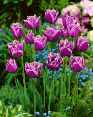 Tulip American Eagle - large package! - 50 pcs