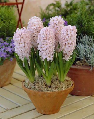 Jacinto rosa claro - 9 piezas
