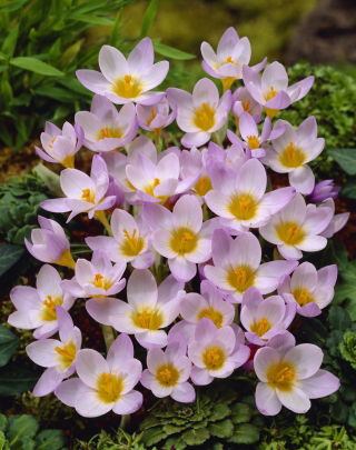 Crocus 'Firefly' - large package - 100 pcs