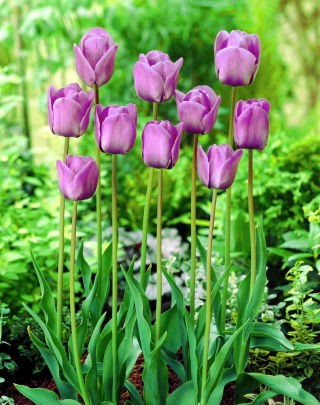 Tulip Blue Aimable - large package! - 50 pcs