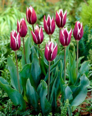 Tulipán 'Chansonette' - nagy csomag - 50 db.