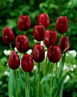 Tulipán 'Jan Reus' - nagy csomag - 50 db.