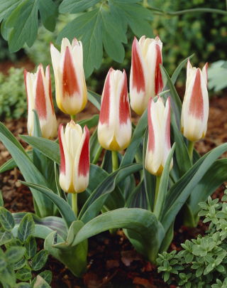Tulp 'Johann Strauss' - grootverpakking - 50 st - 