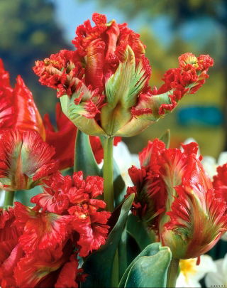 Tulipán loro 'Exotic Parrot' - paquete grande - 50 piezas