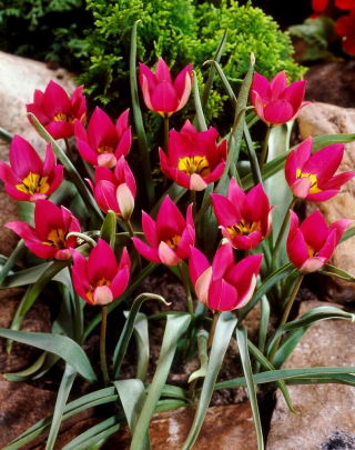 Tulip 'Persian Pearl' - large package - 50 pcs