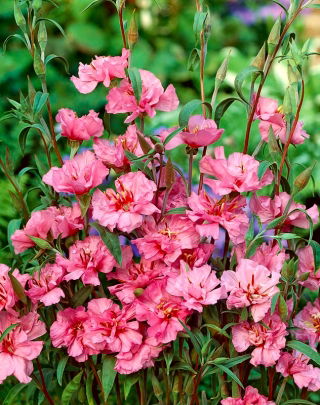 Màu hồng nhạt thanh lịch clarkia; vòng hoa núi - 