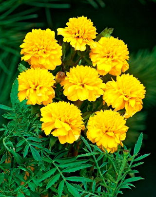 Marigold français Petite Gold - 