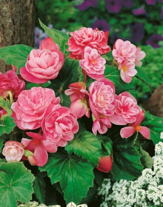 Camellia begónia - rózsaszín-fehér- nagy csomag! - 20 db.