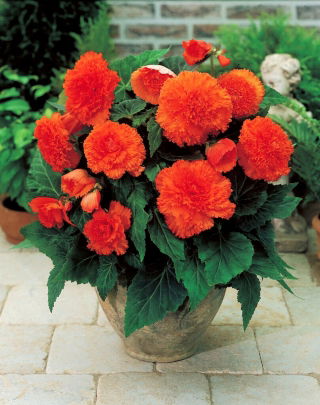 Begonia Fimbriata (frange) - orange - gros paquet ! - 20 pieces