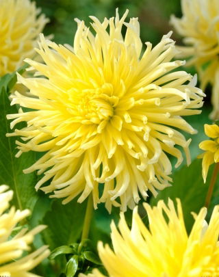 Dahlia - Yellow Star - grand pack ! - 10 pieces