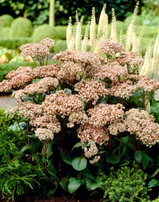 Orpina Matrona - Sedum - sazenice - velké balení! - 10 ks.