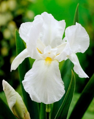 White Knight iris - stor pakke! - 10 stk.
