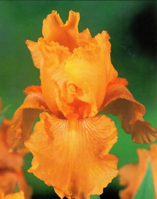Iris germanica Narancs - nagy csomag! - 10 db.