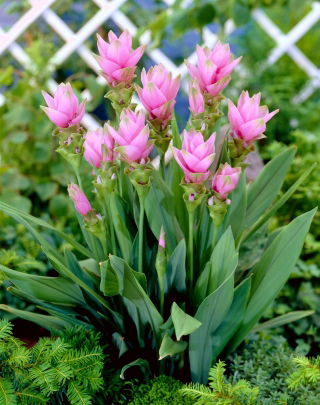 Curcuma, Siam Tulip Rose - XL csomag - 50 db.