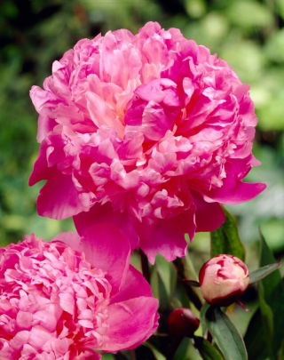 Louis van Houtte peony - seedling