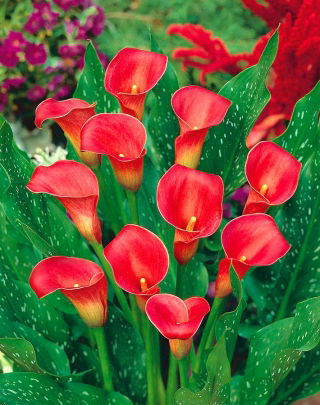 Zantedeschia, Calla Lily Red - XL pack - 50 pcs
