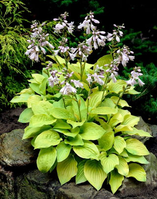 Hosta, Plantain Lily August Moon - large package! - 10 pcs